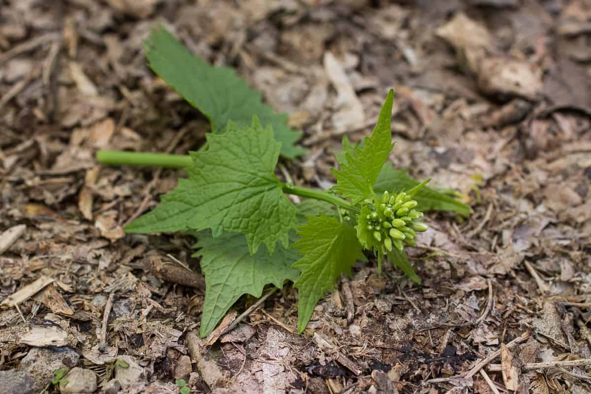 Garlic mustard Alliaria petiolata