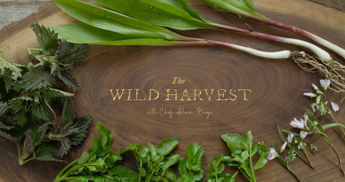 The Wild Harvest with Chef Alan Bergo Title Screen. Images by Jesse Roessler.