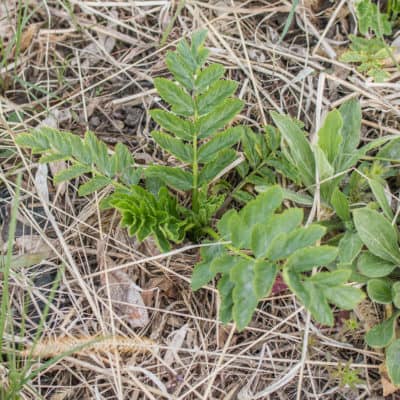 Wild Parsnip Leaves Pastinaca sativa