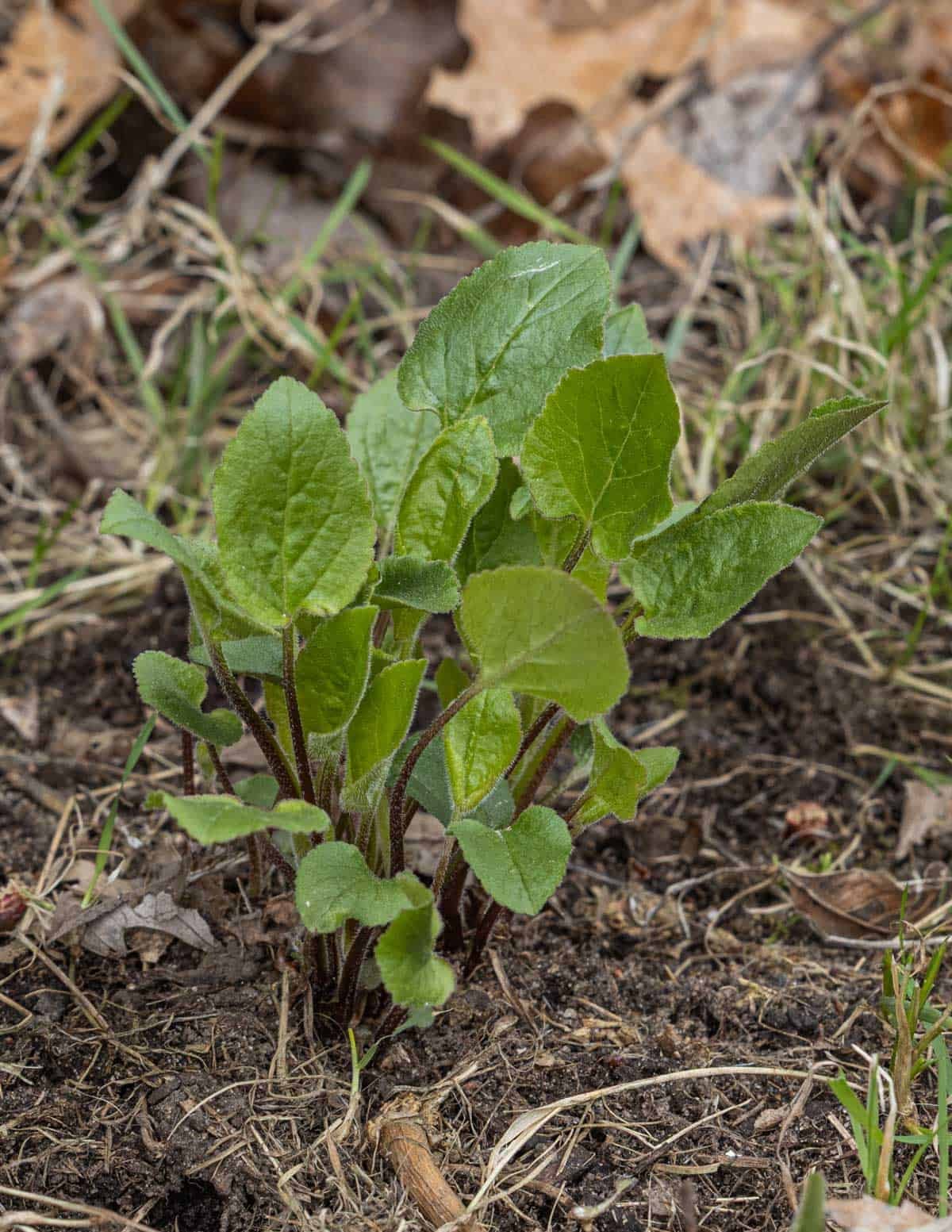 Young creeping bellflower leaves.