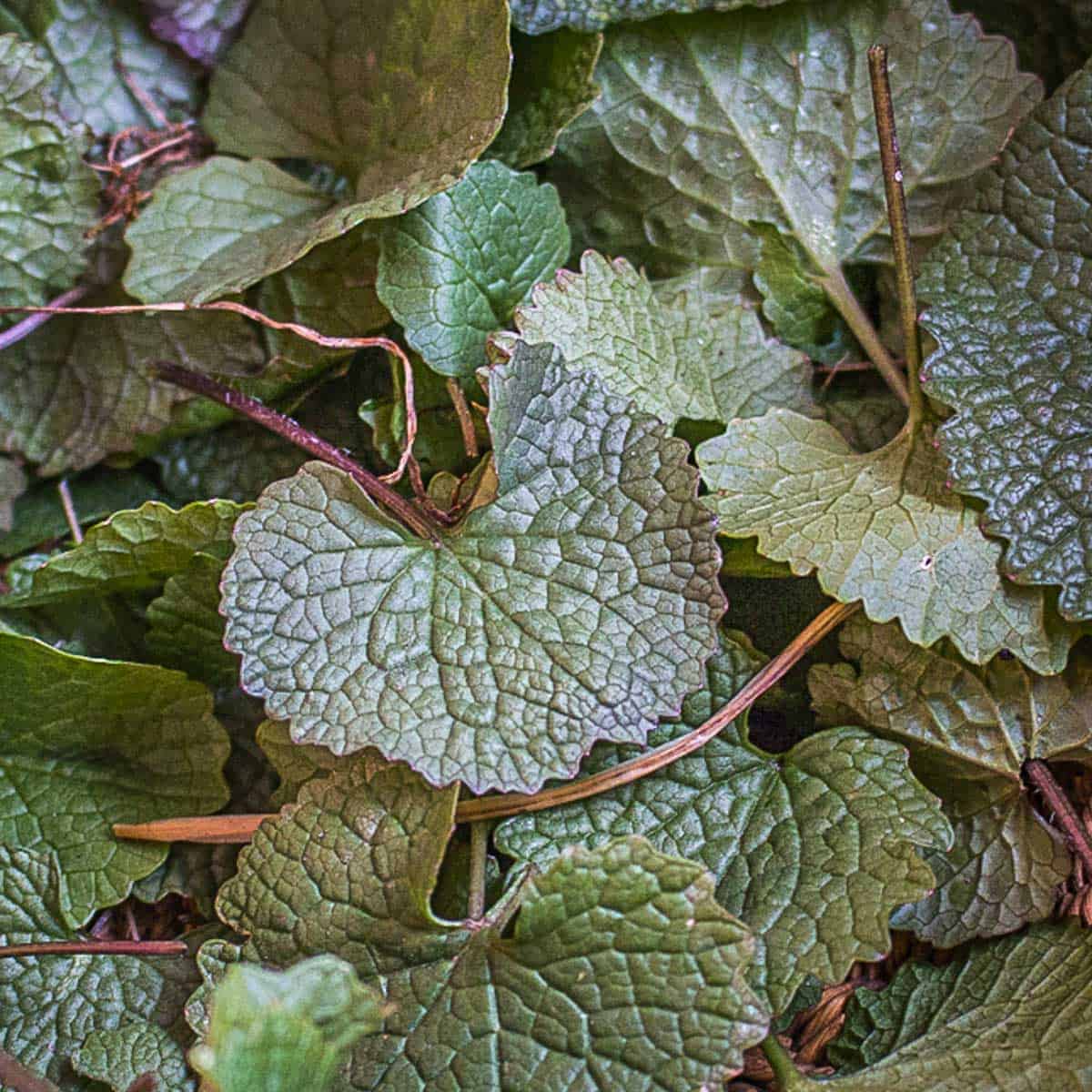 Garlic mustard leaves