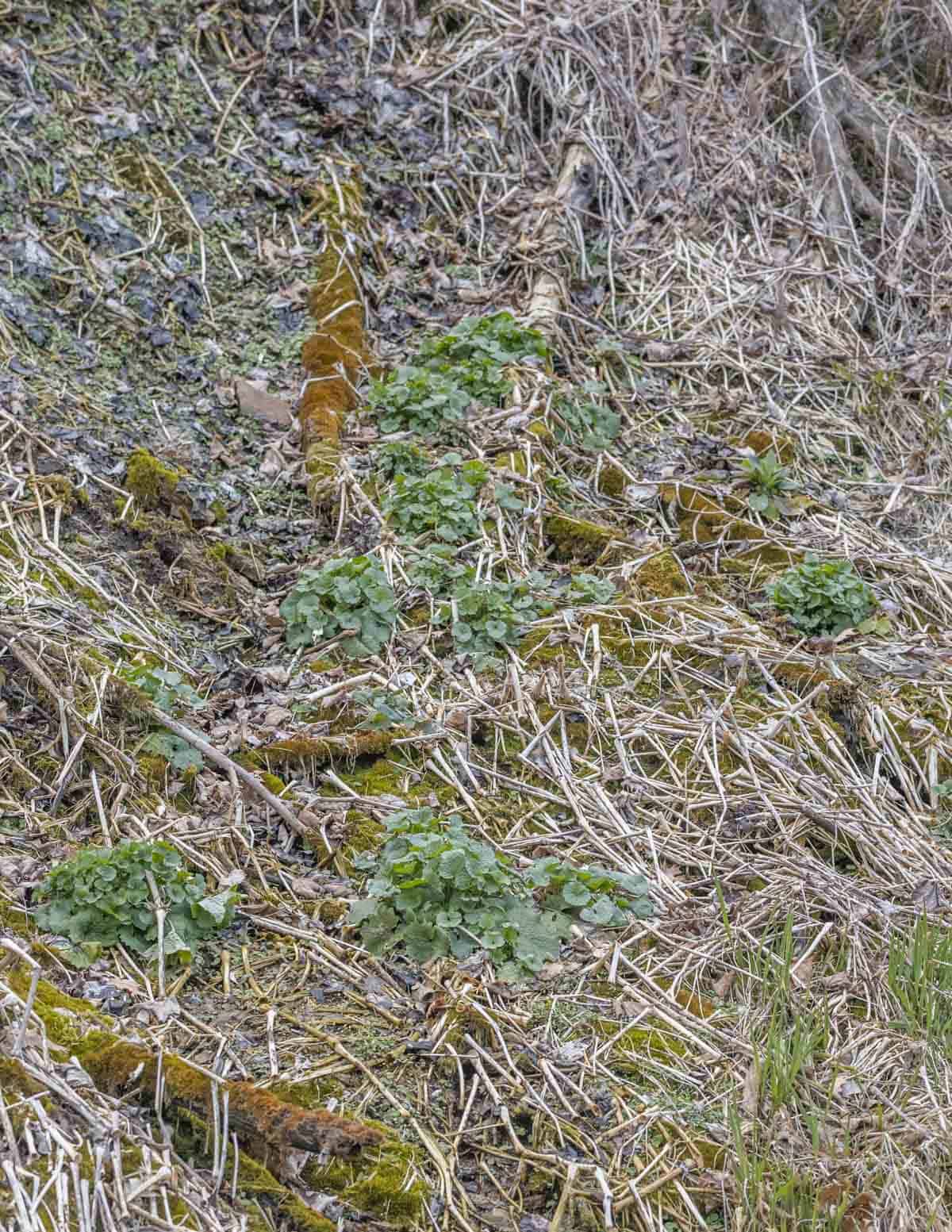 garlic mustard rosettes 