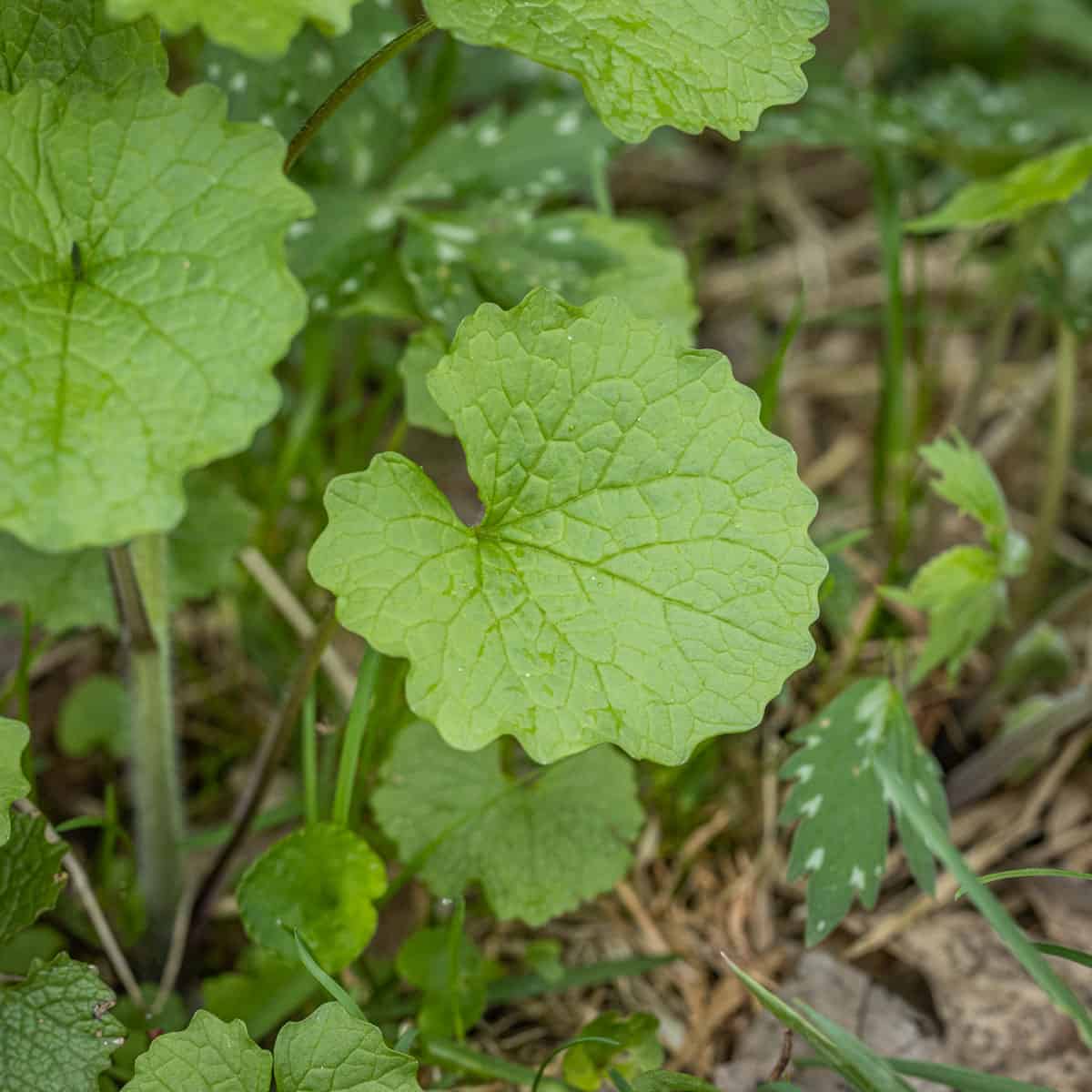 Garlic mustard, jack by the hedge, alliaria petiolata,_-3