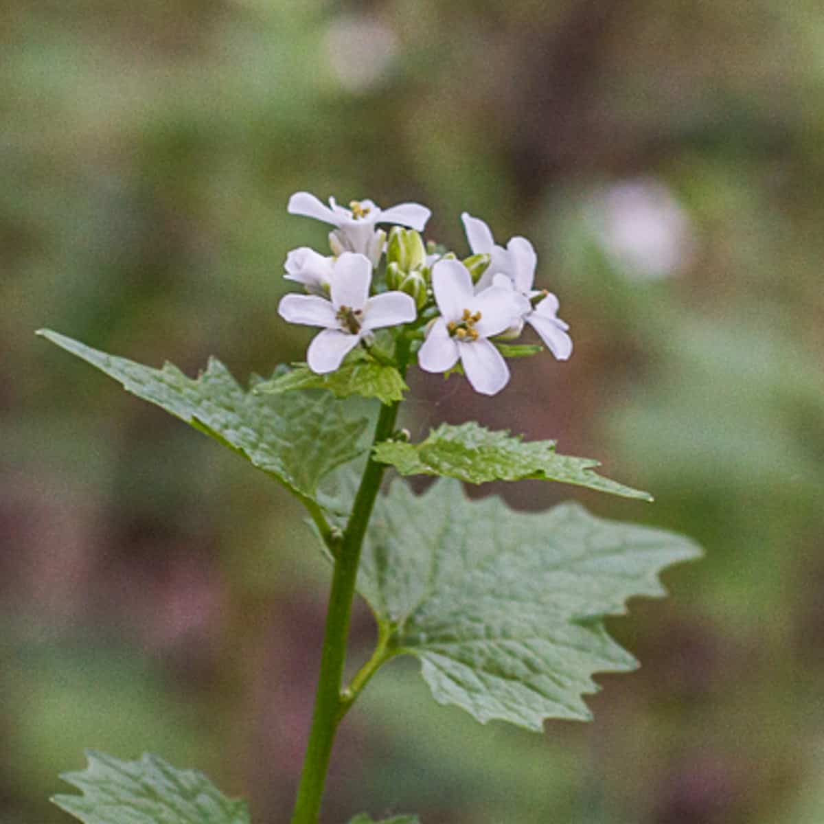 Garlic mustard flowers