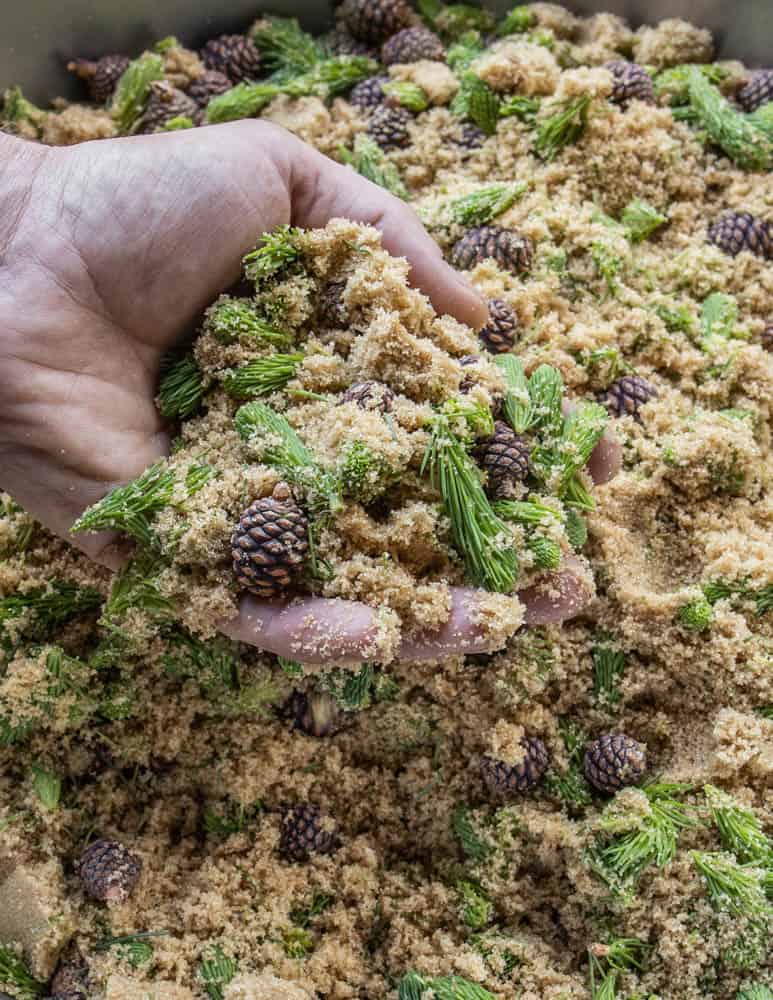 Making spruce and pine cone syrup/honey