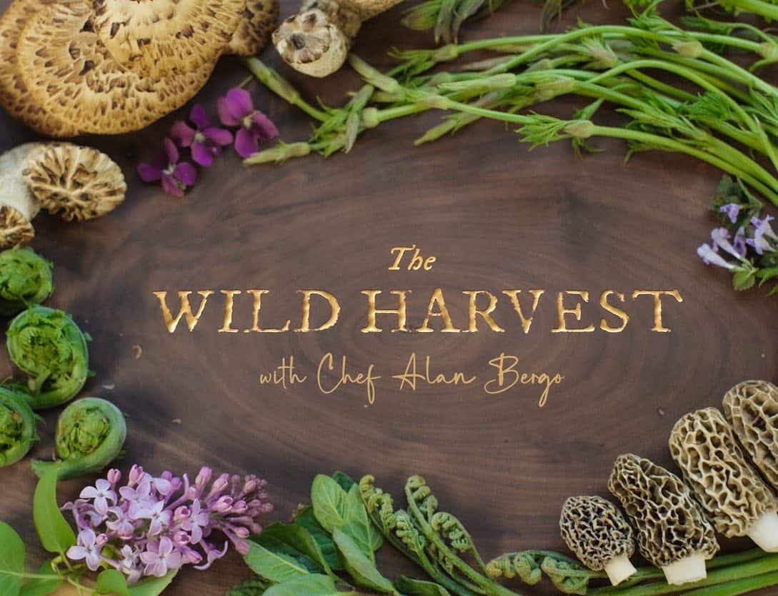 Episode 2 of The Wild Harvest with Chef Alan Bergo