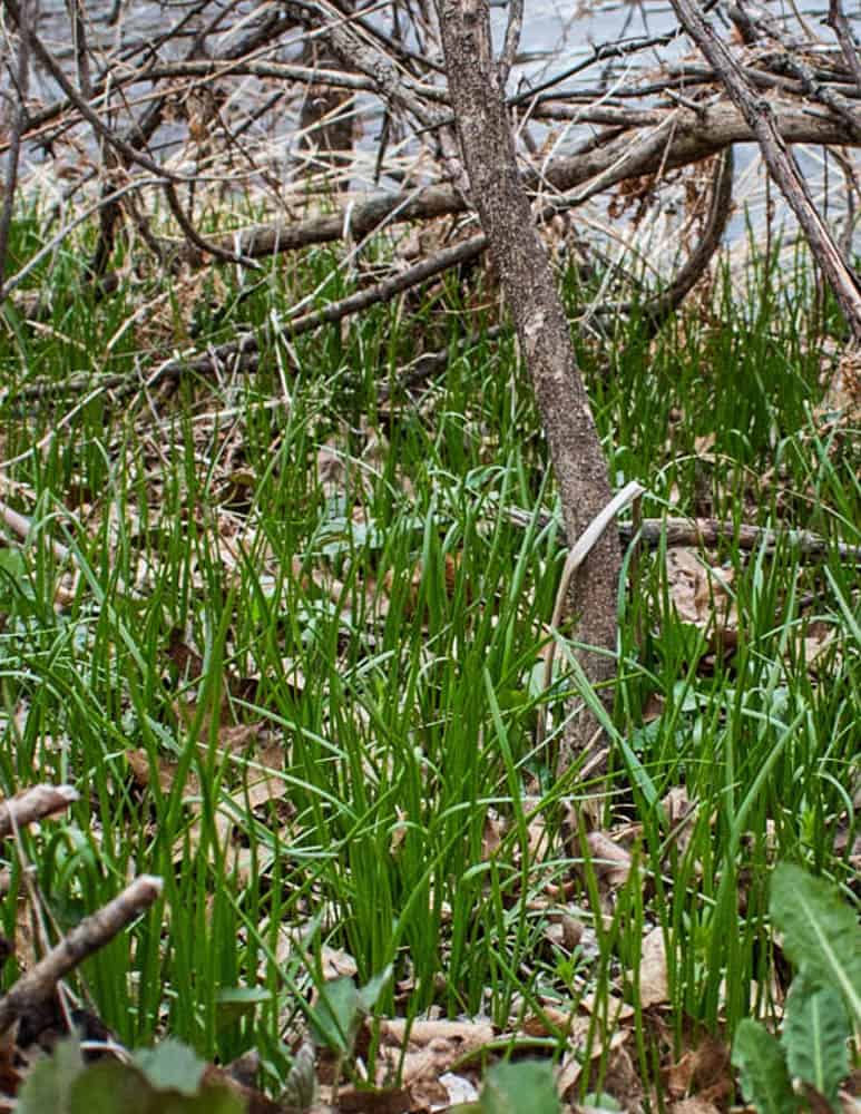 Allium canadense or a similar wild onion 