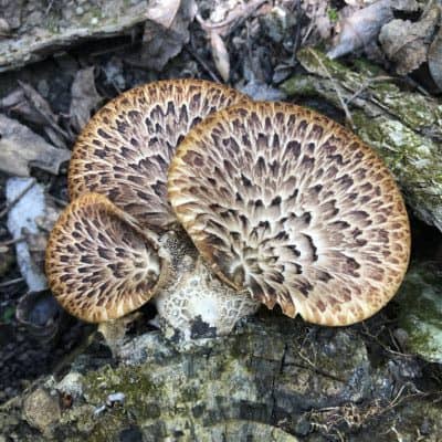 Dryad saddle or Cerioporus squamosus mushrooms 