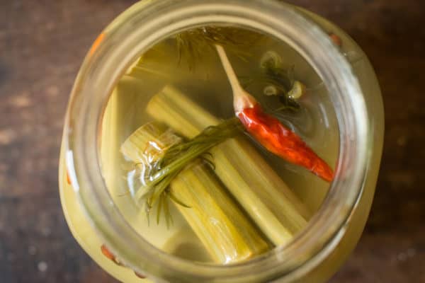 Fermented Japanese knotweed dill pickles recipe