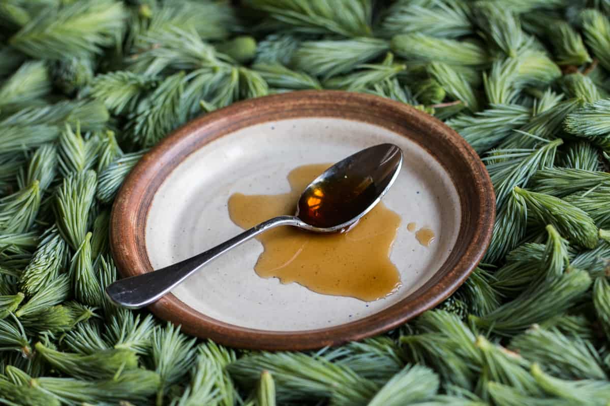 Traditional spruce tip syrup recipe