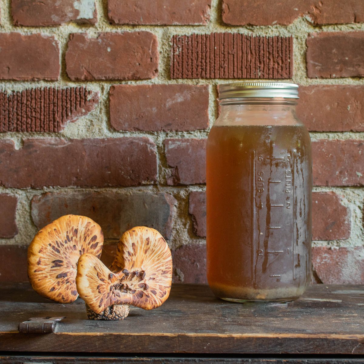 Dryad saddle or pheasant back mushroom broth recipe