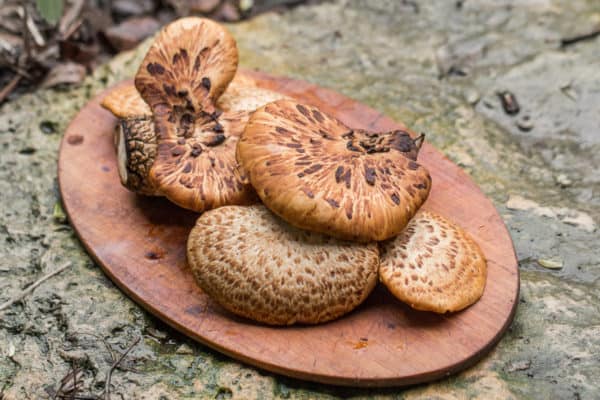 Dryad saddle, pheasant back, or Cerioporus squamosus mushrooms