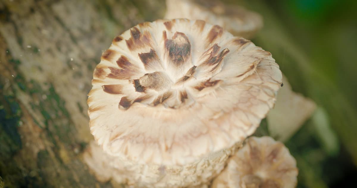 Dryad saddle or pheasant back mushrooms Cerioporus squamosus