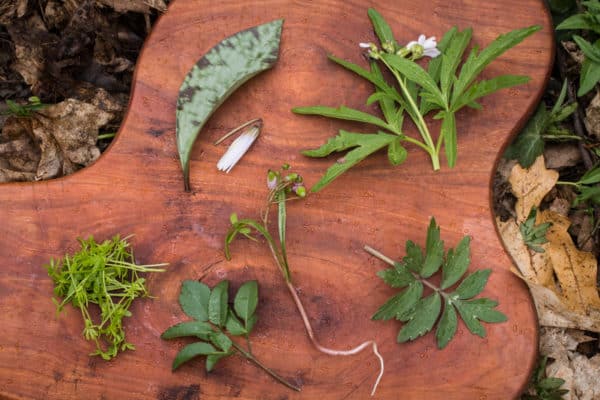 Ingredients for spring ephemeral salad: trout lily, toothwort, waterleaf, golden alexanders, floerkia sprouts, 