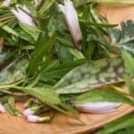 Toothwort, spring beauty, trout lily, floerkia, and waterleaf salad