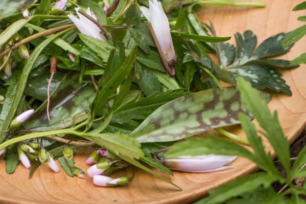 Toothwort, spring beauty, trout lily, floerkia, and waterleaf salad 