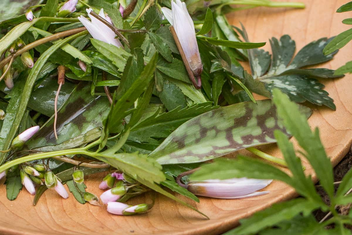 Toothwort, spring beauty, trout lily, floerkia, and waterleaf salad