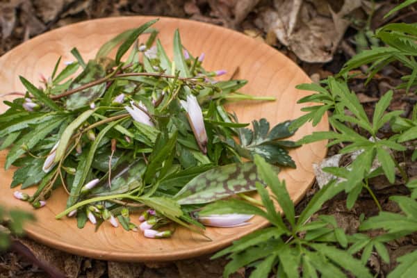 Toothwort, spring beauty, trout lily, floerkia, and waterleaf salad 