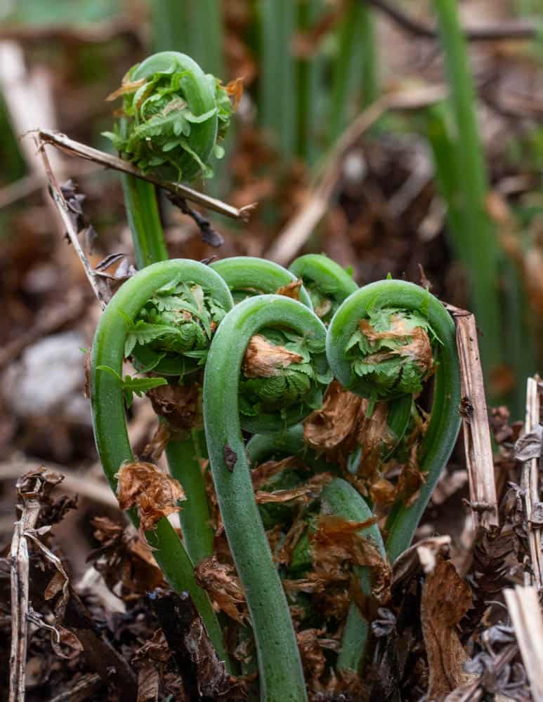 Edible ostrich fern fiddleheads