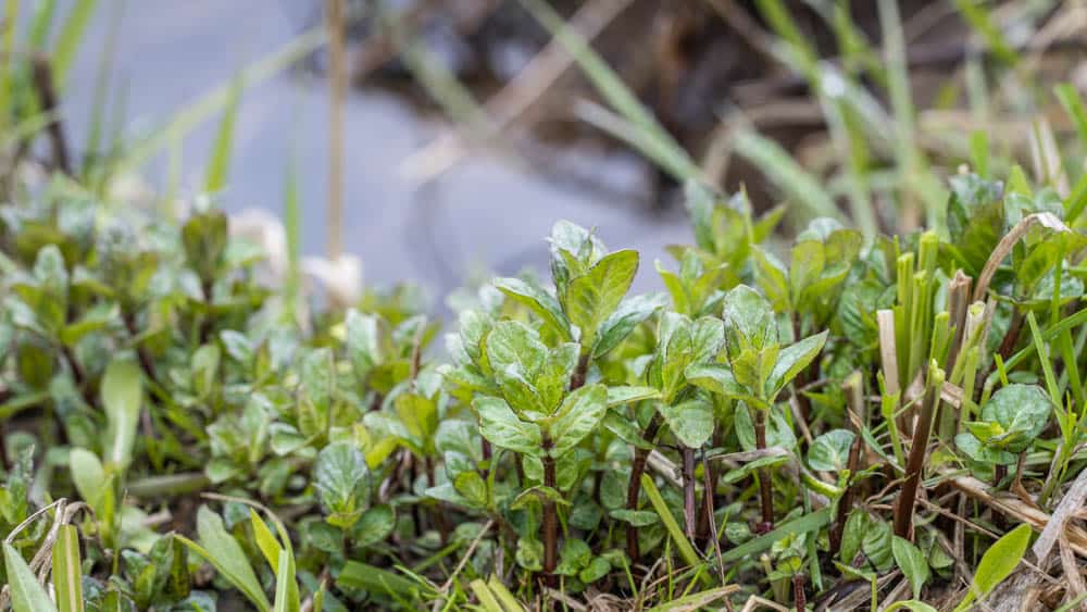 Wild mint, Mentha arvensis or similar 