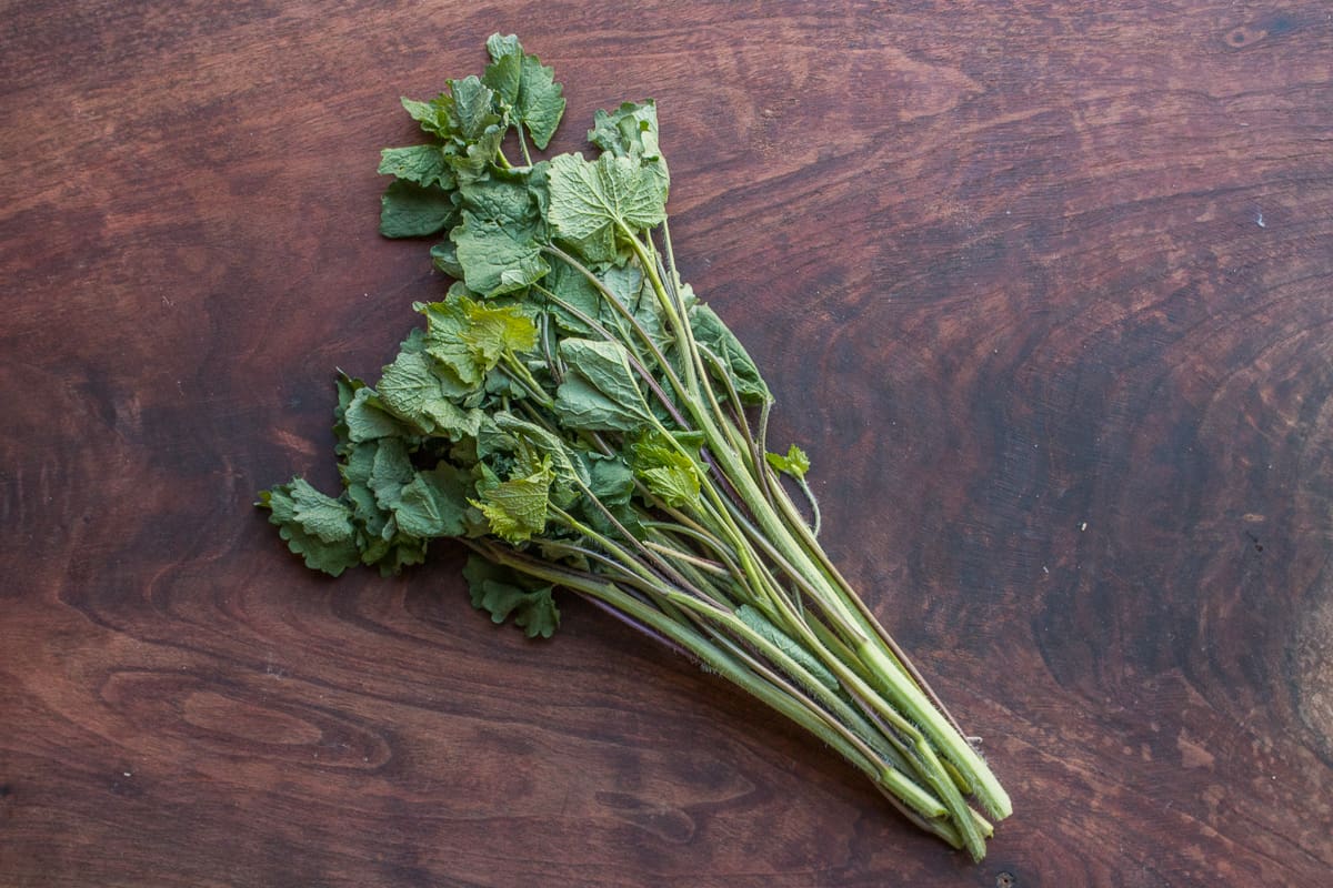 Garlic mustard shoots or Alliaria petiolata