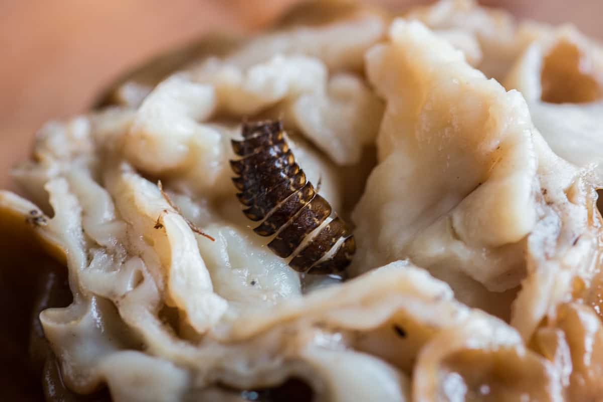 Picking bugs out of a blanched Gyromitra korfii false morel