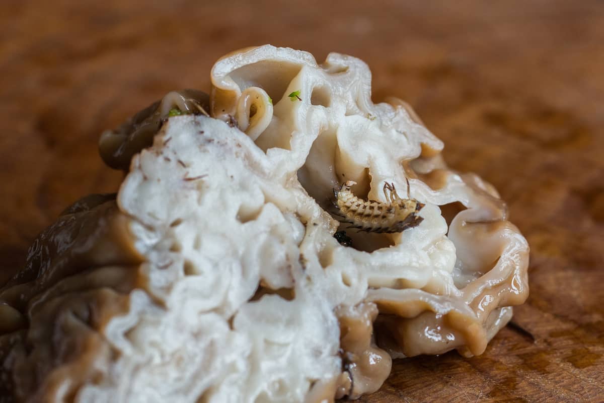 Picking bugs out of a blanched Gyromitra korfii false morel