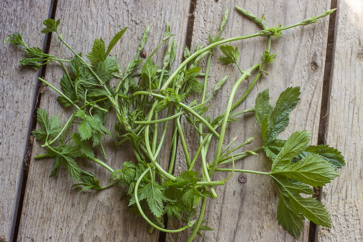 Edible wild hop shoots or Humulus lupulus