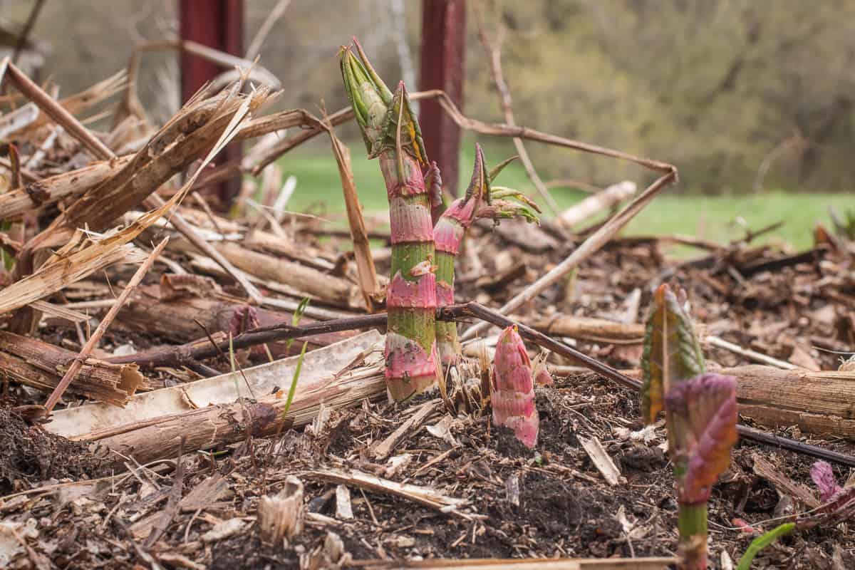 Japanese knotweed or Reynoutria japnoica