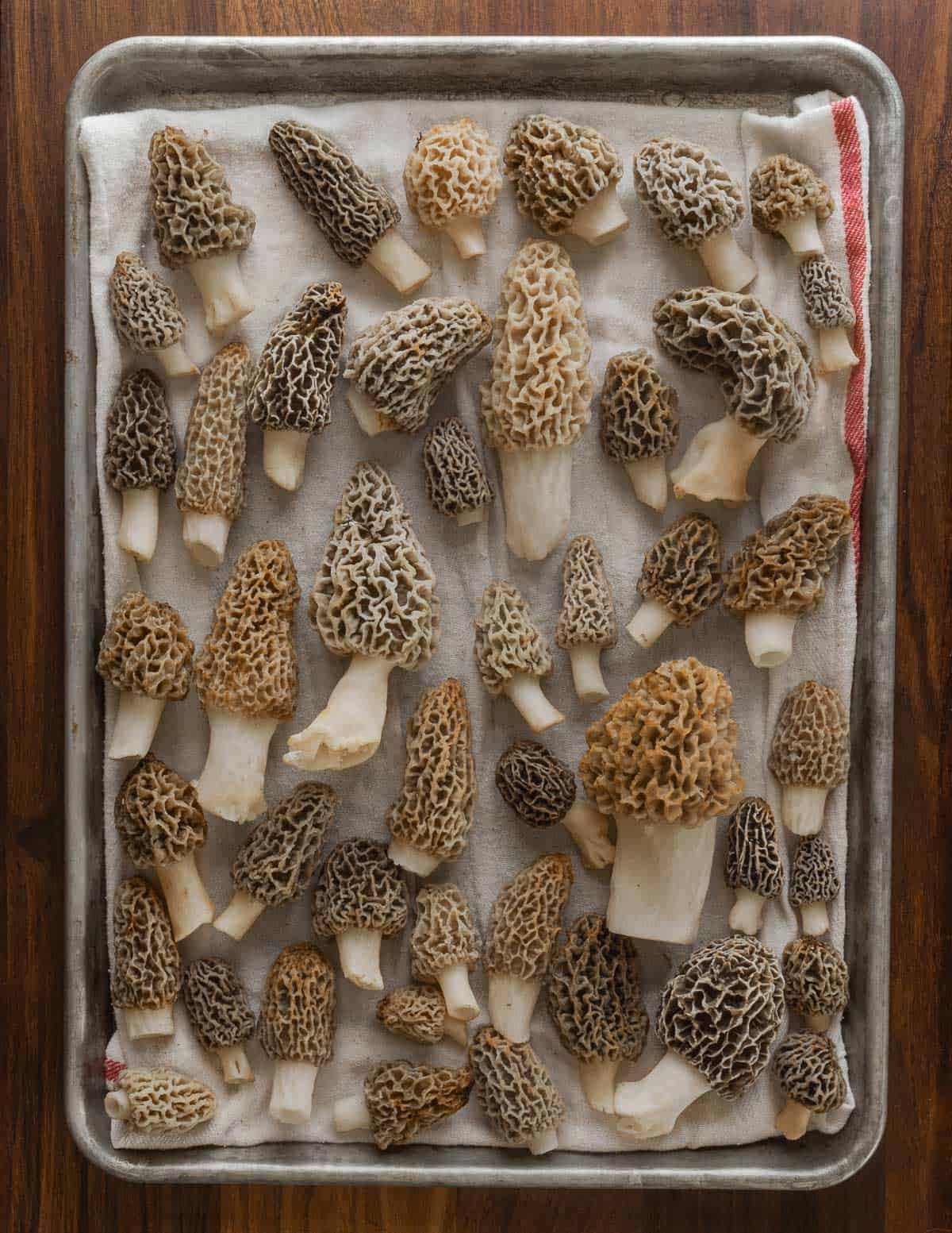 Grey and blonde morel mushrooms on a sheet tray. 