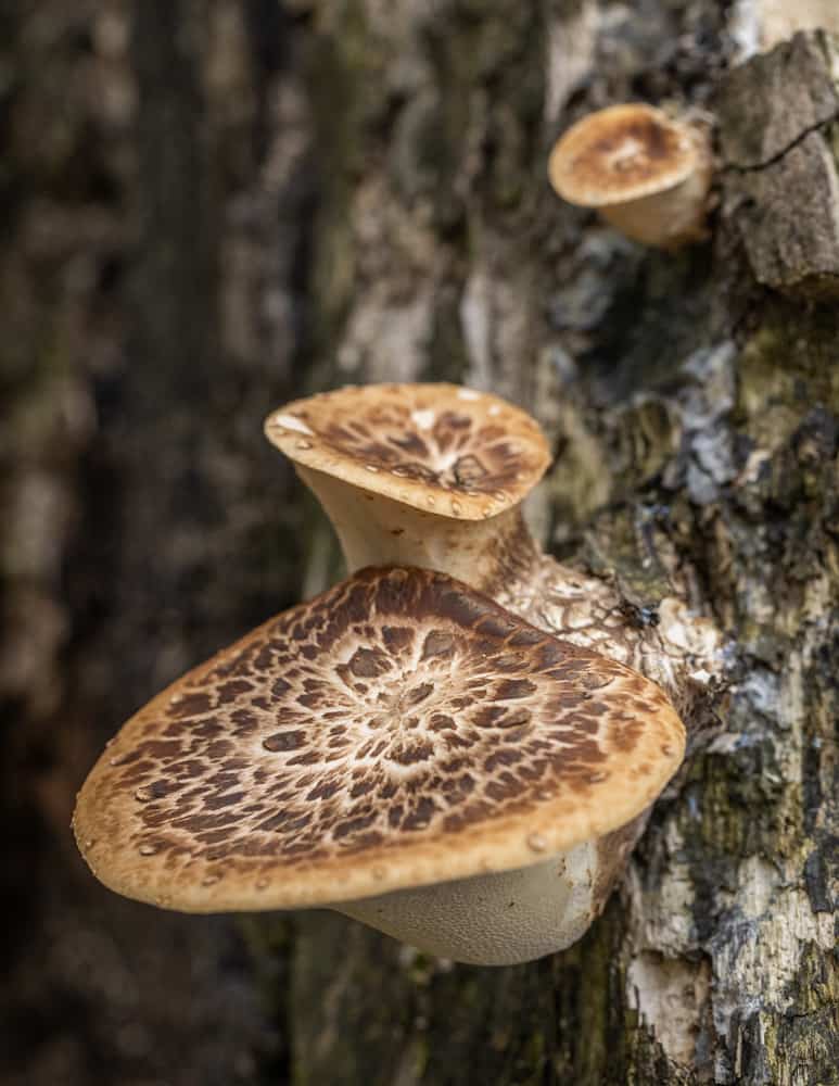 Wild edible pheasant back or dryad saddle mushrooms 