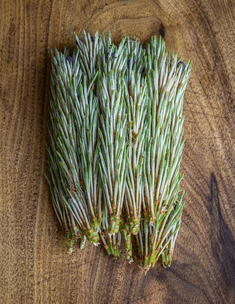 Pine tips for syrup 