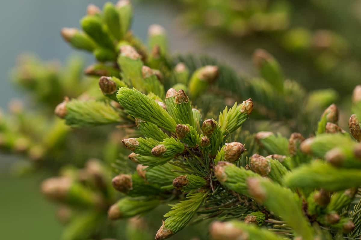 Edible white spruce tips