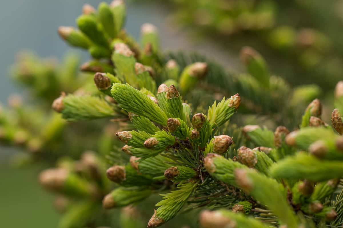 Spruce tips 