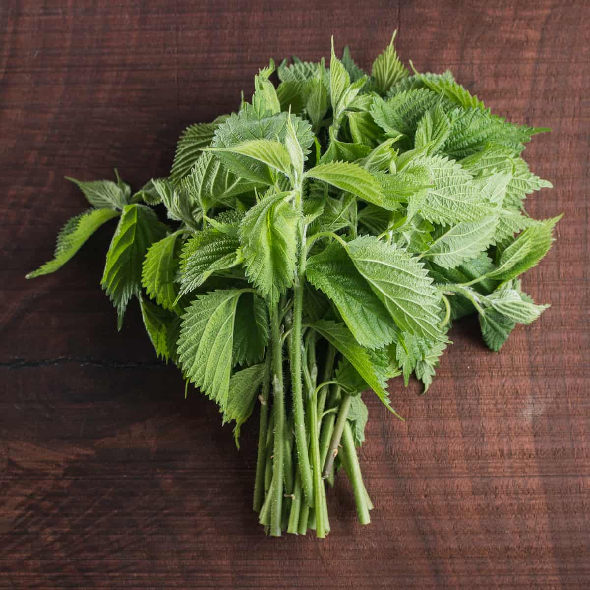 Wood nettle shoots or Laportea canadensis