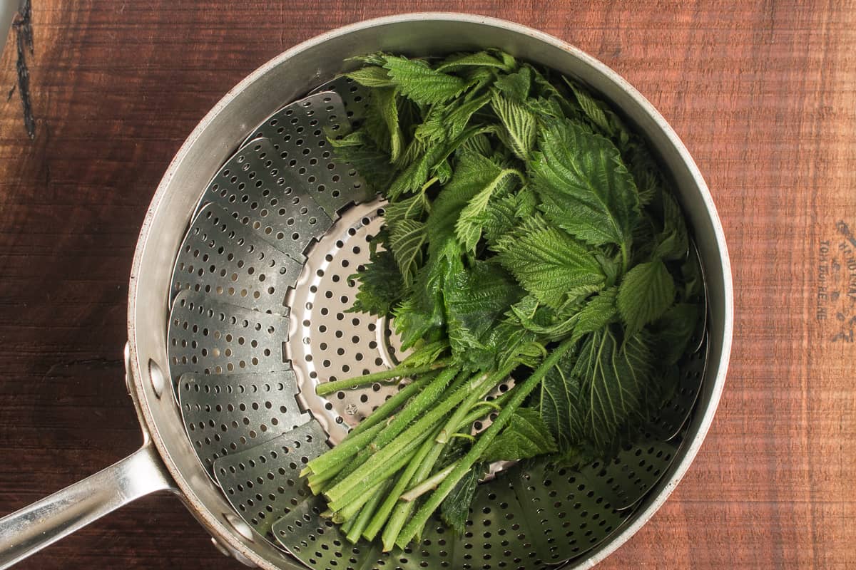 Wood nettle shoots or Laportea canadensis