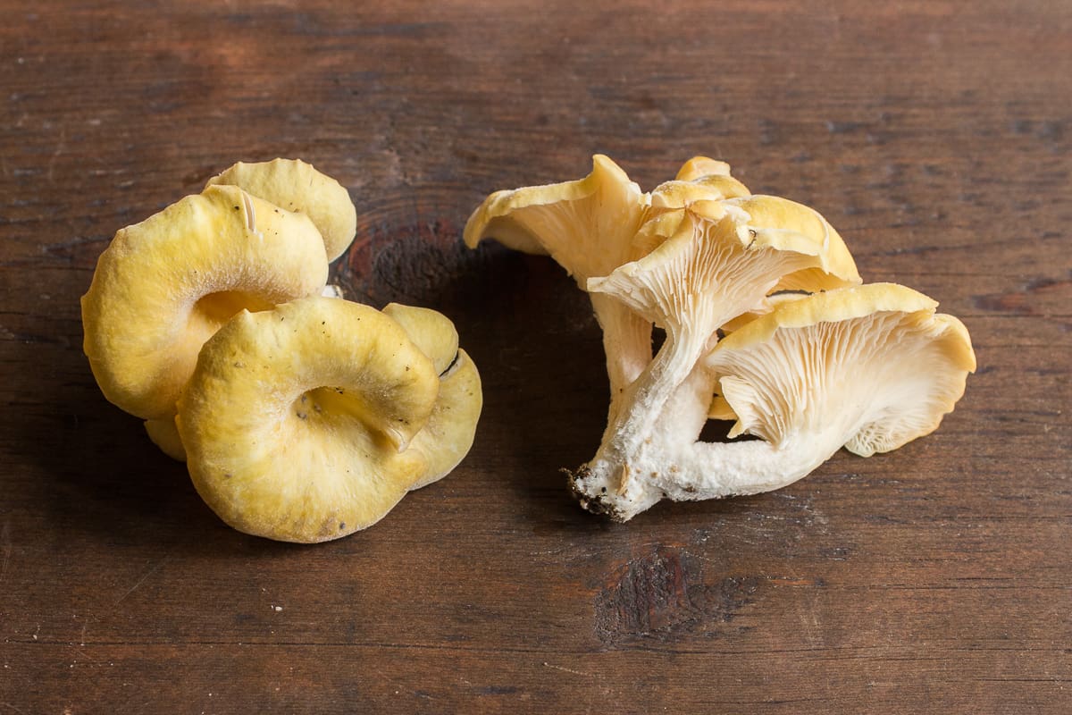 Wild golden oysters or Pleurotus citrinopileatus 