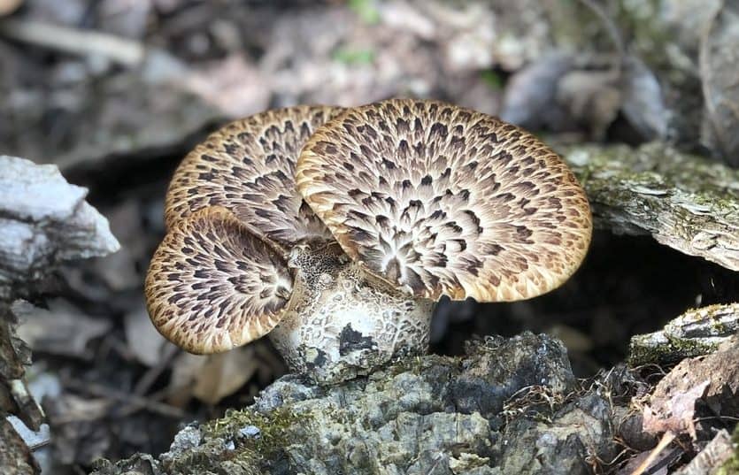 Pheasant back, dryad saddle, or Cerioporus squamosus mushrooms 