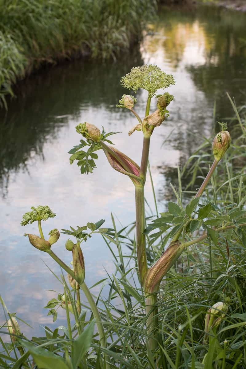 Flowering Angelica atropurpurea