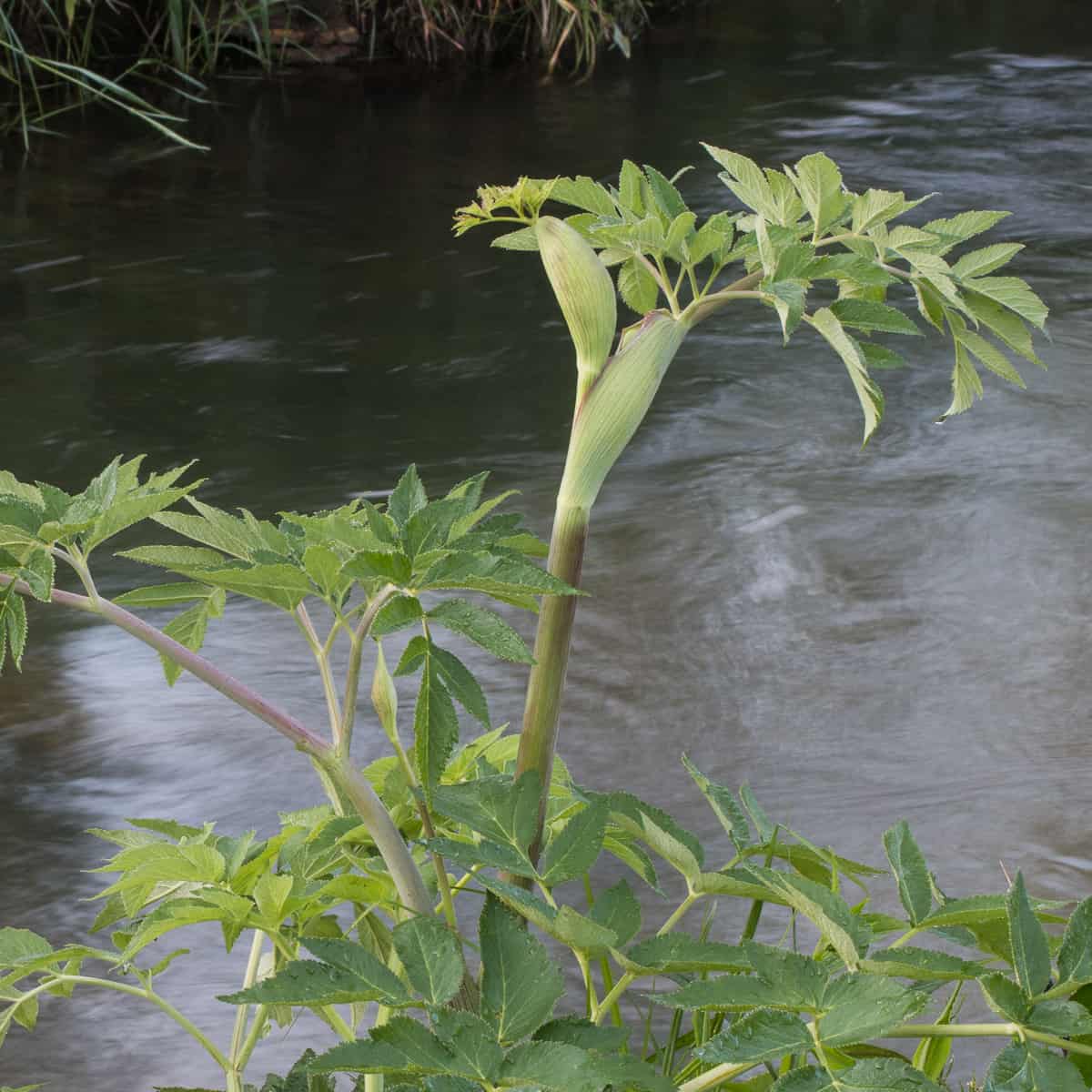 Angelica atropurpurea blossoms (3)