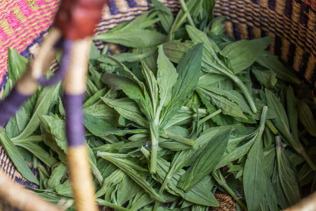 Edible white campion or Silene latifolia recipe