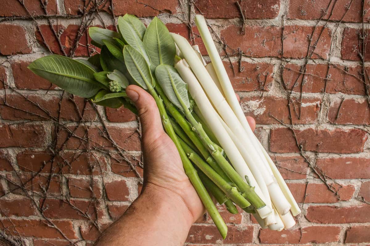 Cooking with foraged cattail shoots and milkweed shoots