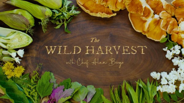 The wild harvest foraging show episode 3 early summer 