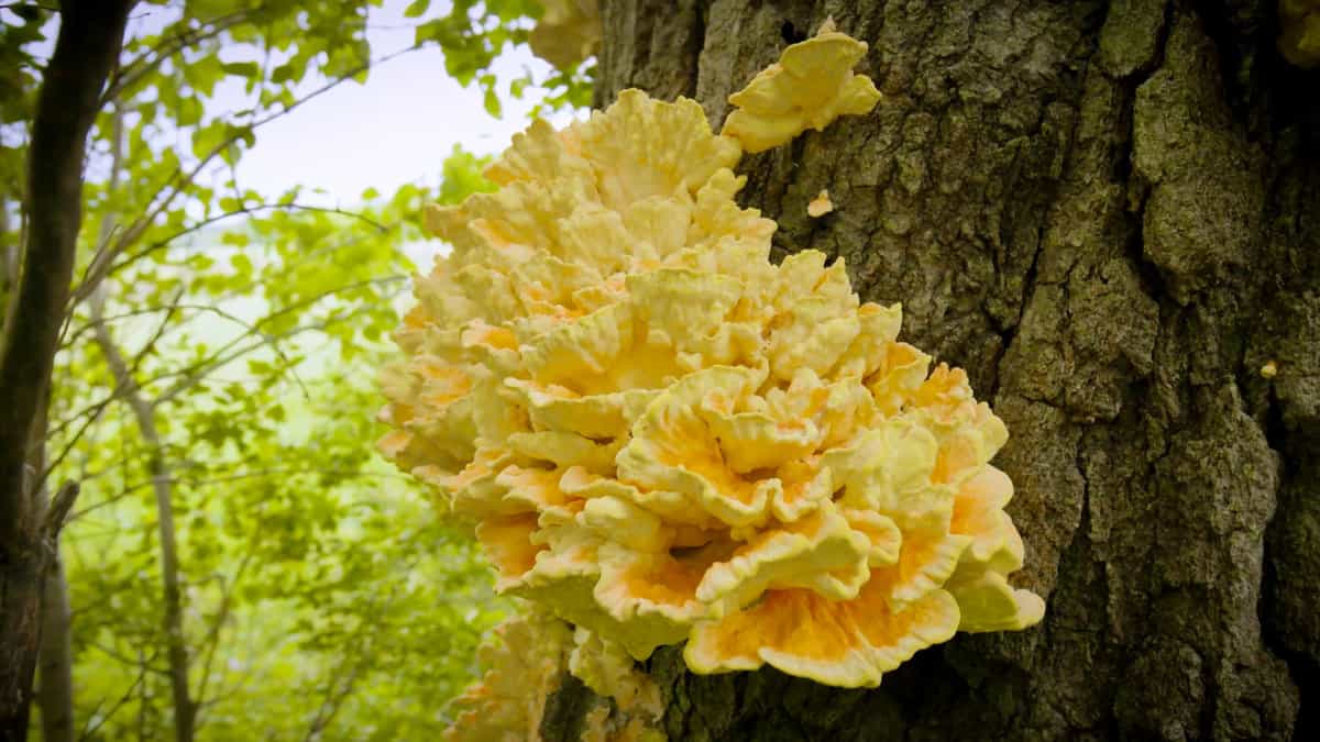 Chicken of the woods mushrooms or Laetiporus sulphureus