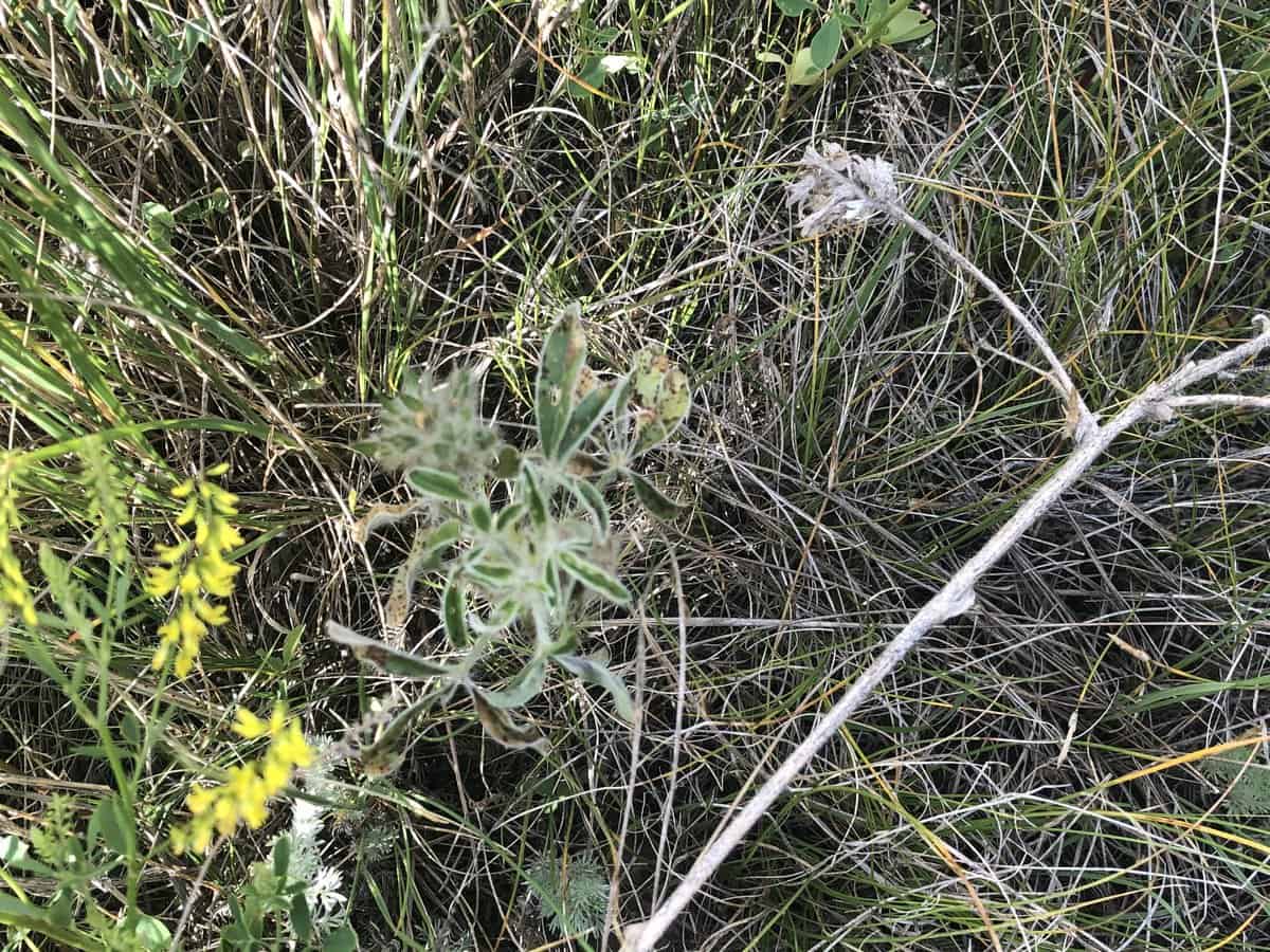 Timpsila and last years seed head. 