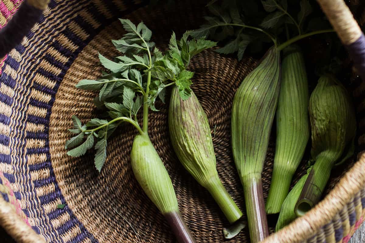 Zavirne or edible Angelica blossoms