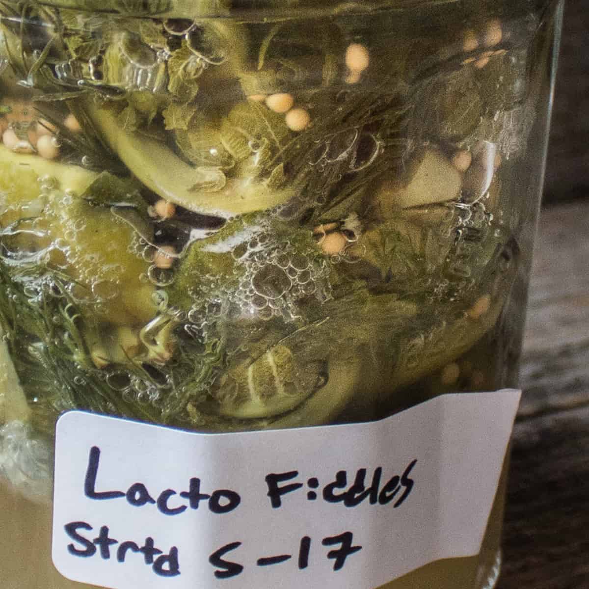 lactofermenting fiddlehead ferns