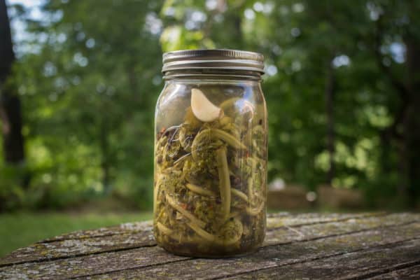 lactofermented pickled fiddlehead fern recipe