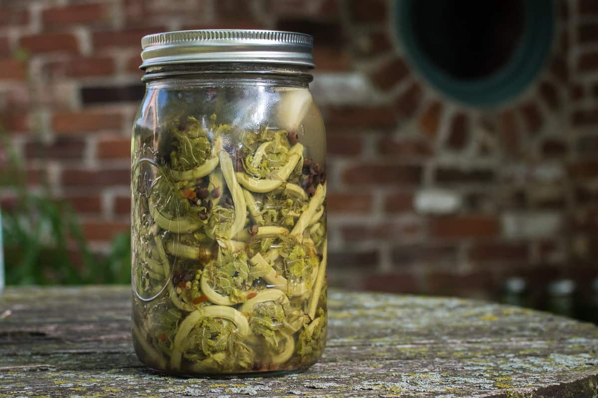 lactofermented pickled fiddlehead fern recipe