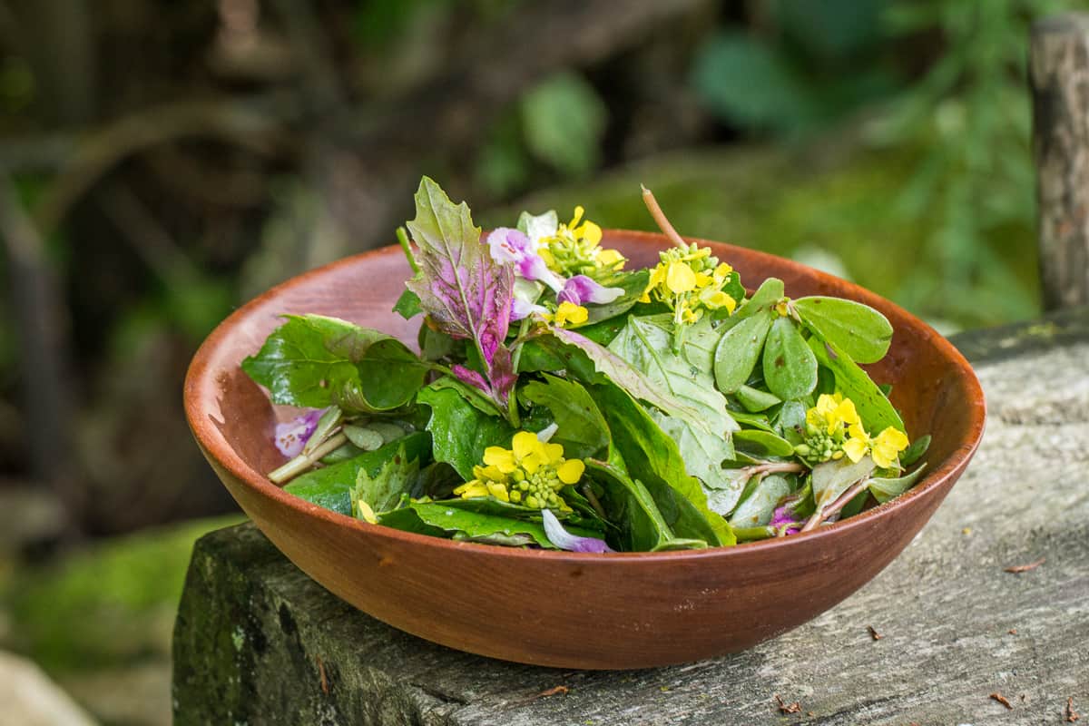 Foraged lambsquarters or wild spinach salad recipe